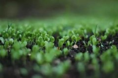 模式|未來中國農業的方向：智慧農業、生